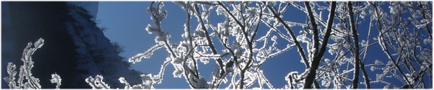 branche gelée